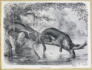 水上の木の幹で獲物を見るジャガー - 彫刻 19世紀 作： Edouard Riou