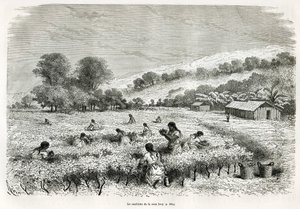 イトゥアタ渓谷でコカの葉を摘む、E.Riouによるドローイング、1873年にポール・マルコイが行ったチチカカ地方とペルー下部の東の渓谷の旅を説明するためのもの。Le tour du monde』に掲載されているエングレーヴィング 作： Edouard Riou