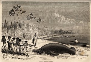 マナティーの捕獲、マブイソ（ペルー）にて。太平洋から大西洋への航海を表現したリウの絵