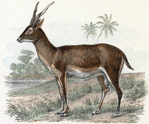 「Animals Illustrated Alphabet」のアンティロープ
