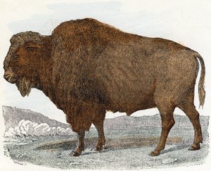 Bison elokuvasta Animals Illustrated Alphabet 作： Edouard Travies