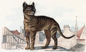 「アニマルズ・イラストレイテッド・アルファベット」の猫 作： Edouard Travies