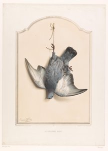 片足からぶら下がっているロック ピジョンの死骸 La colombe biset (オブジェクトのタイトル) ハンターの博物館（シリーズタイトル） Musée du chasseur (オブジェクトのシリーズ タイトル)