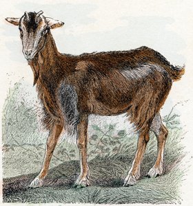 ヤギ-「アルファベットは動物を示しています」19 世紀 (彫刻) 作： Edouard Travies