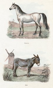 Cavalo e burro- “Alfabeto ilustra animais” Século XIX (gravura) 作： Edouard Travies