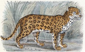 ジャガー-「アルファベットは動物を示しています」19世紀（彫刻） 作： Edouard Travies