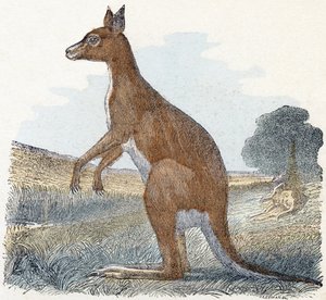 カンガルー-「アルファベットは動物を示しています」19世紀（彫刻） 作： Edouard Travies