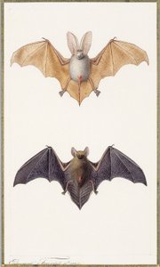 ウサギコウモリと一般的なコウモリ、1834年