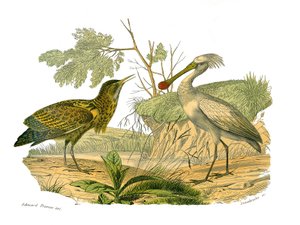 ナチュラルヒストリーボード。水鳥やカルチロストル（大きくて長くて強い嘴を持つ鳥）を描いた動物学的な板、ブトーとヘラ。博物学者ジョルジュ・ルイが著した『ビュフォン全集』の鳥類に関する9巻から引用した図版。 作： Edouard Travies