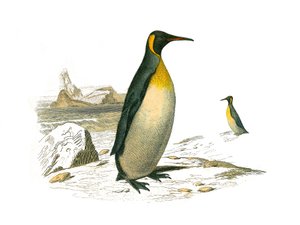 博物学ボード。brachyptereヤシの木（潜水鳥）を表現した動物学的ボード。大型のもの。博物学者のビュフォン伯爵ジョルジュ・ルイ・ルクレール（1707〜1788）が著した『ビュフォン全集』の鳥類に関する9巻から描かれた板。 作： Edouard Travies