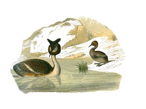 自然史委員会：椰子の木を表す動物学委員会 作： Edouard Travies