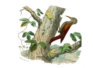 ナチュラルヒストリーボード。クライマーを代表する動物学的ボード。登山の峰。博物学者のビュフォン伯爵ジョルジュ・ルイ・ルクレール（1707-1788）が1749年から1785年にかけて執筆した『ビュフォン全集』の鳥類に関する9巻から描かれた板。I