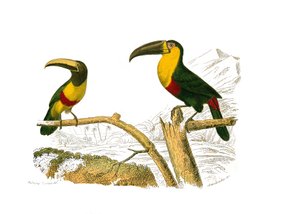 ナチュラルヒストリーボード。クライマーを表す動物学的ボード。グリグリのアラカリとキイロイトリのオオハシ。博物学者のビュフォン伯爵ジョルジュ・ルイ・ルクレール（170歳）が執筆した『ビュフォン全集』の鳥類に関する9巻から抜粋した図版。 作： Edouard Travies