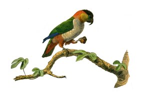 自然史委員会：登山者を代表する動物学委員会。マイポウリ。自然主義者ジョルジュ・ルイ・ルクレール、ブッフォン伯爵によって書かれた「「ブッフォンの完全な作品」」の鳥の9巻から描かれたプレート 作： Edouard Travies