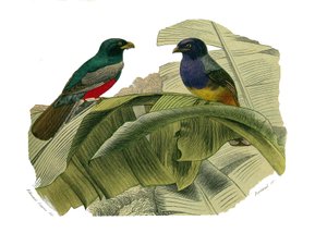 ナチュラルヒストリーボード。クライマーを表す動物学的ボード。赤いお腹と黄色いお腹博物学者ビュフォン伯爵ジョルジュ・ルイ・ルクレール（1707-1788）の『ビュフォン全集』9巻のうち、鳥類に関する部分を描いたもの。 作： Edouard Travies