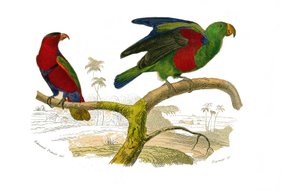 ナチュラルヒストリーボード。クライマーを表す動物学的なボード。三色のロリと緑のオウム。博物学者ビュフォン伯爵ジョルジュ・ルイ・ルクレール（1707-1788）の『ビュフォン全集』の鳥類9巻から描かれた図版。 作： Edouard Travies