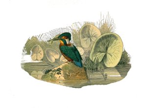 ナチュラルヒストリーボード。syndactyl passerines（2本以上のソーダ指を揃える）を表す動物学的ボード。カワセミ。博物学者ジョルジュ・ルイ・ルクレールの『ビュフォン全集』の鳥類9巻から描かれた図版。 作： Edouard Travies
