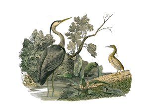 ナチュラルヒストリーボード。鷺や蟹などの水鳥や渡り鳥を描いた動物図鑑。博物学者ジョルジュ・ルイが執筆した『ビュフォン全集』の鳥類に関する9巻から抜粋した図版。 作： Edouard Travies