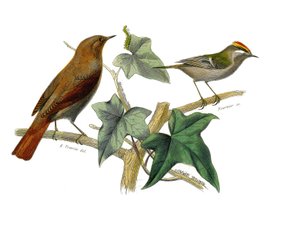 ナチュラルヒストリープレート。動物学的な板で、デンティロストロウス系の鳥類を表現しています（エチャンク付き）。ナイチンゲールと王様博物学者ジョルジュ・ルイ・ルクレール伯爵が執筆した『ビュフォン全集』の鳥類に関する9巻から抜粋した図版。 作： Edouard Travies