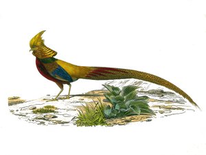 ナチュラルヒストリープレート。キジを描いた動物園の板。博物学者のビュフォン伯爵ジョルジュ・ルイ・ルクレール（1707-1788）が1749年から1788年にかけて執筆した『ビュフォン全集』の鳥類に関する9巻から描かれた図版。 作： Edouard Travies