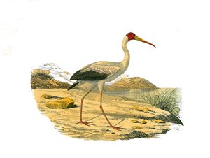 ナチュラルヒストリープレート。長くて細い嘴を持つ鳥類（シロトキ）を表した動物学的な板。博物学者ジョルジュ・ルイ・ルクレール伯爵が執筆した『ビュフォン全集』の鳥類に関する9巻から描かれた図版。