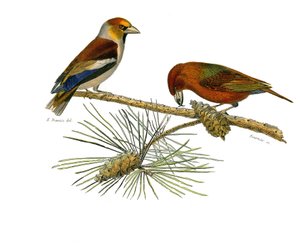 博物学的なボード。conirostrous passerines（円錐形のくちばし）を表す動物学的ボード。Big bill（Grosbeak）とCross bill（Crossbill）。博物学者ジョルジュ・ルイ・ルドルフが書いた『ビュフォン全集』の鳥類に関する9巻から描かれた図版。