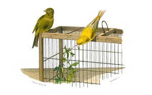 博物学的なボード。conirostrous passerines（円錐形のくちばし）を表す動物学的ボード。カナリア諸島。博物学者ビュフォン伯爵ジョルジュ・ルイ・ルクレール（1707年 作： Edouard Travies