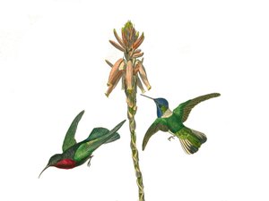 博物学的なボード。conirostrous passerines（円錐形のくちばし）を表す動物学的ボード。ガーネット・ハチドリとジャコビン・フライ・バード。博物学者ジョルジュ・ルイ・ルクレールの『ビュフォン全集』の鳥類に関する9巻から引用した図版。 作： Edouard Travies
