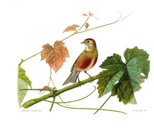 博物学的なボード。conirostrous passerines（円錐形のくちばし）を表す動物学的ボード。ライノット。博物学者ビュフォン伯爵ジョルジュ・ルイ・ルクレール（1707-1788）の『ビュフォン全集』の鳥類9巻から描かれた板。 作： Edouard Travies