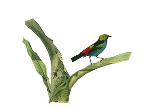 博物学的なボード。円錐形のくちばしを持つ鳥類を表した動物学的な板。博物学者ビュフォン伯爵ジョルジュ・ルイ・ルクレール（1707-1788）が1749年に執筆した『ビュフォン全集』の鳥類に関する9巻から描かれた図版。 作： Edouard Travies
