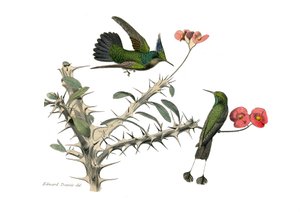 博物学的なボード。conirostrous passerines（円錐形のくちばし）を表す動物学的ボード。ホオジロハエトリとスナドリハエトリ。博物学者ジョルジュ・ルイ・ルドルフが書いた『ビュフォン全集』の鳥類に関する9巻から抜粋した図版。 作： Edouard Travies