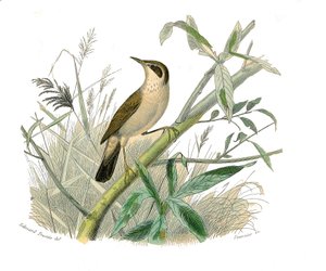 博物学的なボード。conirostrous passerines（円錐形のくちばし）を表す動物学的ボード。朱雀。博物学者ビュフォン伯爵ジョルジュ・ルイ・ルクレール（1707-1788）の『ビュフォン全集』鳥類編9巻からの図版。 作： Edouard Travies