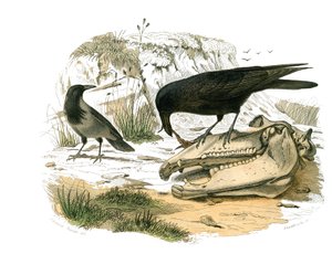 博物学的なボード。conirostrous passerines（円錐形のくちばし）を表す動物学的ボード。ワタリガラス。博物学者ビュフォン伯爵ジョルジュ・ルイ・ルクレール（1707-1788）の『ビュフォン全集』鳥類編9巻から描かれた図版。 作： Edouard Travies