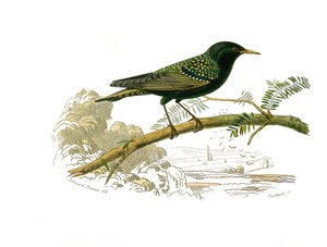 博物学的なボード。gallinacesを表す動物学的なボード。鳩です。博物学者のビュフォン伯爵ジョルジュ・ルイ・ルクレール（1707-1788）が1749年から1785年にかけて執筆した『ビュフォン全集』の鳥類に関する9巻から描かれた図版。図版 作： Edouard Travies