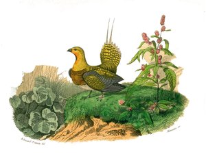 博物学委員会：キジを表す動物学委員会：ガンジス川。自然主義者ジョルジュ・ルイ・ルクレール、ブッフォン伯爵によって書かれた「「ブッフォンの完全な作品」」の鳥の9巻から描かれたプレート 作： Edouard Travies