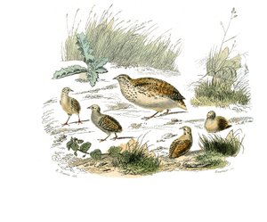 自然史のボード。ウズラを表現した動物学の板。博物学者のビュフォン伯爵ジョルジュ・ルイ・ルクレール（1707-1788）が1749年から1785年にかけて執筆した『ビュフォン全集』の鳥類に関する9巻から描かれた図版。挿絵 作： Edouard Travies