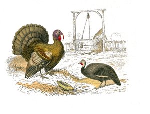 博物学委員会：キジを表す動物学委員会：オンドリの七面鳥 作： Edouard Travies