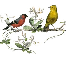 博物学委員会：フランスのブーブレイルとスズメを代表する動物学委員会。自然主義者ジョルジュ・ルイ・ルクレール、ブッフォン伯爵によって書かれた「「ブッフォンの完全な作品」」の鳥の9巻から描かれたプレート 作： Edouard Travies