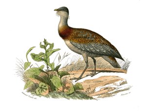 博物学的なボード。渉禽類を表す動物学的な板。博物学者のビュフォン伯爵ジョルジュ・ルイ・ルクレール（1707-1788）が1749年から1785年にかけて執筆した『ビュフォン全集』の鳥類に関する9巻から描かれた図版。図版 作： Edouard Travies