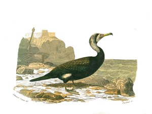 博物学ボード。トチパルム（水中での釣り）を表現した動物園ボード。鵜飼の様子。博物学者ビュフォン伯爵ジョルジュ・ルイ・ルクレール（1707-1788）の『ビュフォン全集』鳥類編9巻から、2年の間に描かれたもの。 作： Edouard Travies