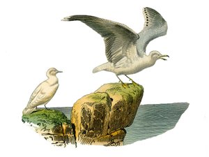 博物学ボード。totipalms（水中での釣り）を表現した動物園ボード。白いカモメとゴイサギは灰色の毛が生えている。博物学者ジョルジュ・ルイ・ルクレールの『ビュフォン全集』の鳥類に関する9巻から描かれた図版、C 作： Edouard Travies