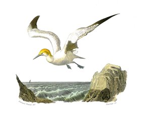 博物学ボード。トチパルム（水中での釣り）を表現した動物園ボード。バサン。博物学者のビュフォン伯爵ジョルジュ・ルイ・ルクレール（1707-1788）が1年の間に執筆した『ビュフォン全集』の鳥類に関する9巻から描かれた板。 作： Edouard Travies