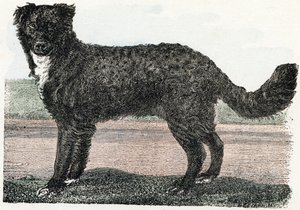 ニューファンドランド、ニューファンドランド - 「アルファベットは動物を示しています」19 世紀 (彫刻) 作： Edouard Travies