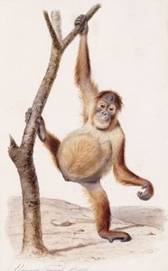 オランウータン、1836 作： Edouard Travies