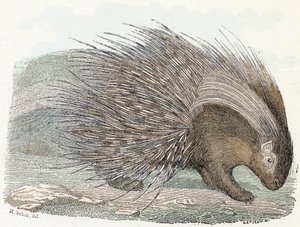 豚の叙事詩 (porc-epic) - 「動物を示すアルファベット」 19 世紀 (彫刻)