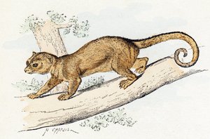 Quincajou (またはクズリまたは Kinkajou) (potos) -「アルファベットは動物を示しています」19 世紀 (彫刻) 作： Edouard Travies