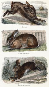うさぎ-「アルファベットは動物を示しています」19世紀（彫刻） 作： Edouard Travies
