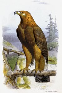 イヌワシ 1850年頃（リトグラフ）