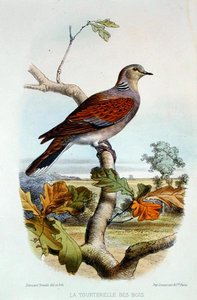 カラーリトグラフ版「The Turtle Dove 作： Edouard Travies