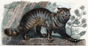 Gato selvagem- “Alfabeto ilustra animais” Século XIX (gravura) 作： Edouard Travies